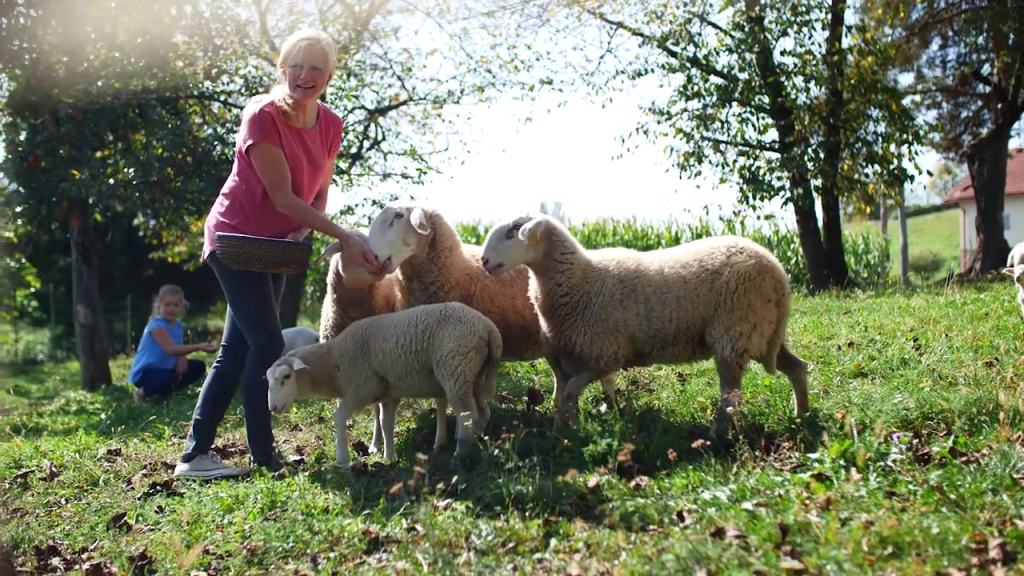 Ani in Alji so tudi ovce v veliko veselje. 